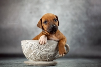 Ollala Litter 2. Shooting